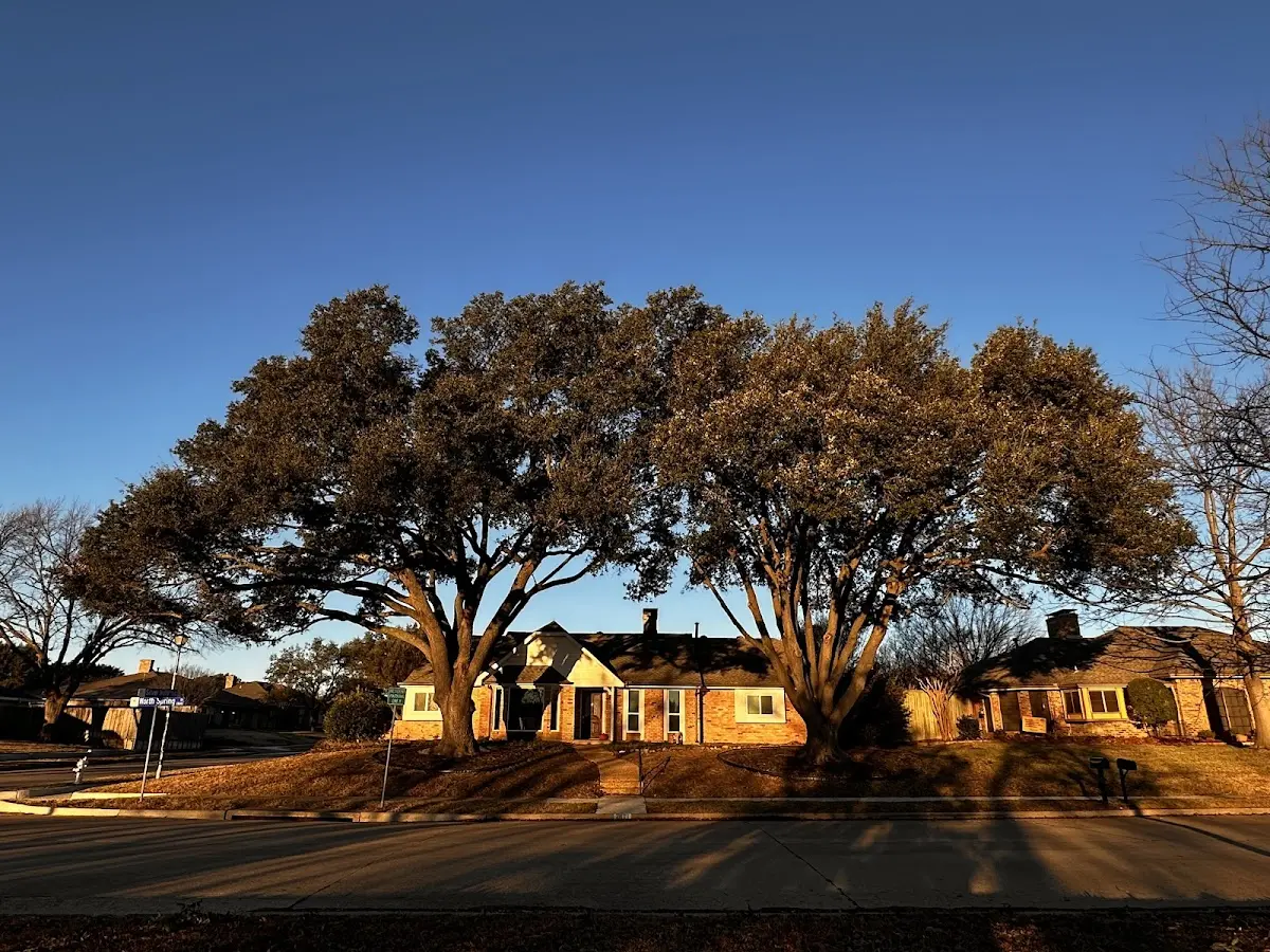 Established residential canopy tree shading a home in Conway
